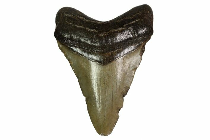 Juvenile Megalodon Tooth - Georgia #158757